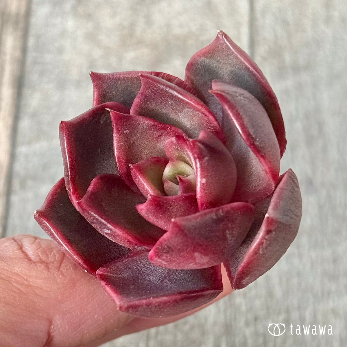 ＊新入荷＊　レイニー