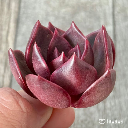 ＊新入荷＊　レイニー