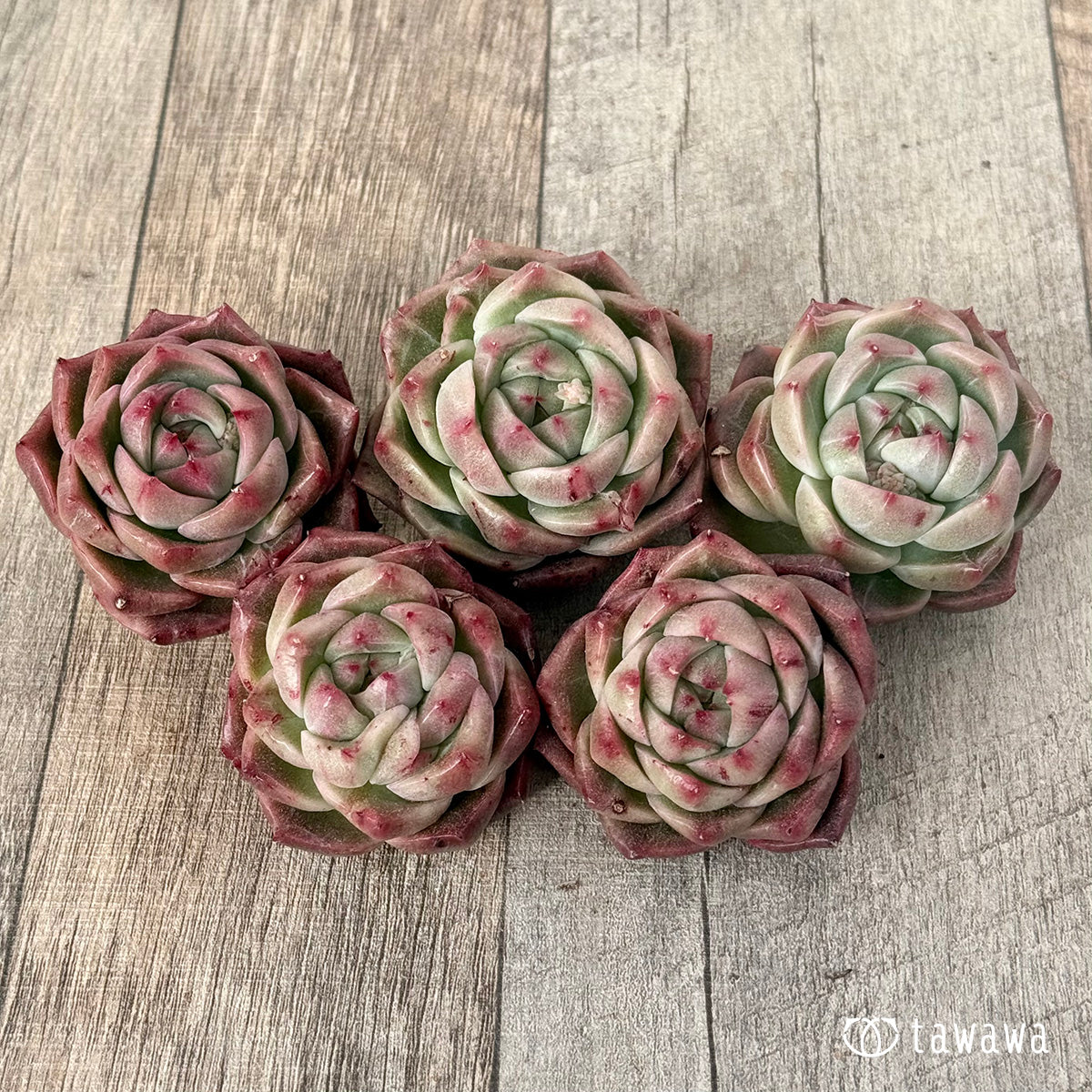 New Arrival* Cubic Frost