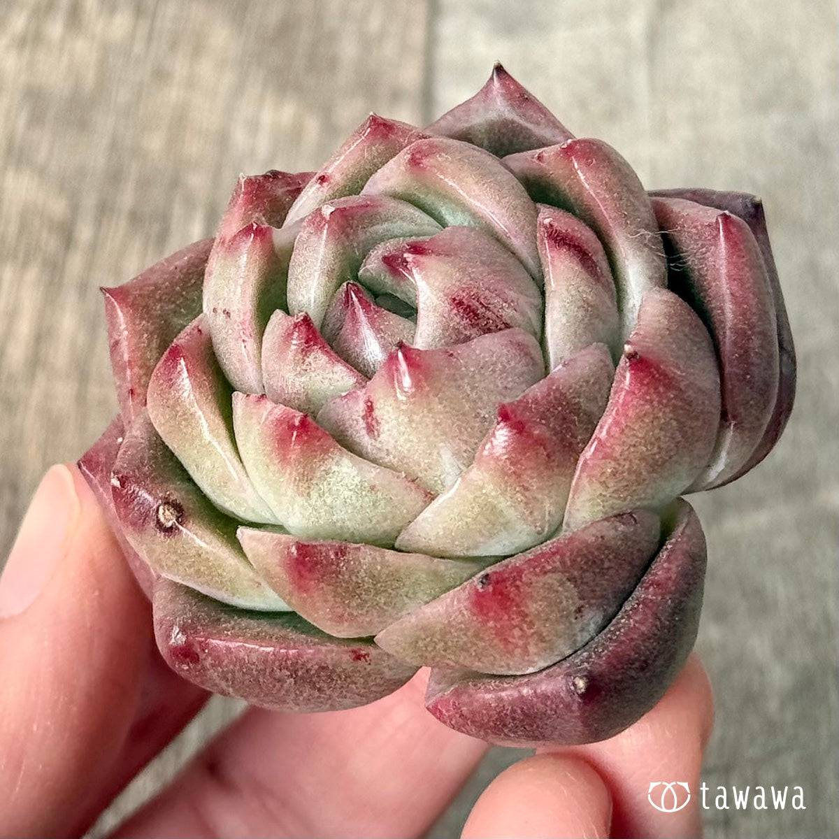 New Arrival* Cubic Frost