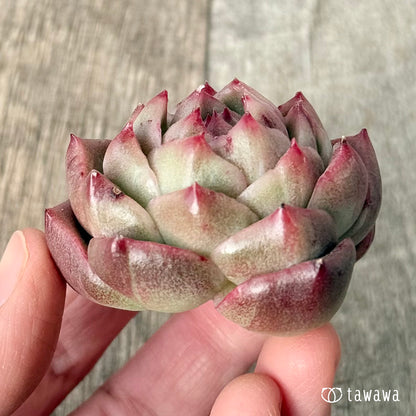 New Arrival* Cubic Frost