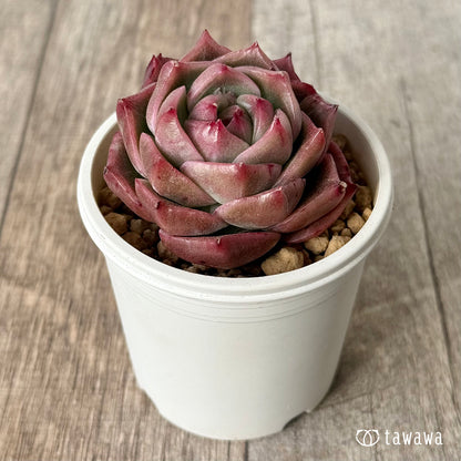 New Arrival* Cubic Frost