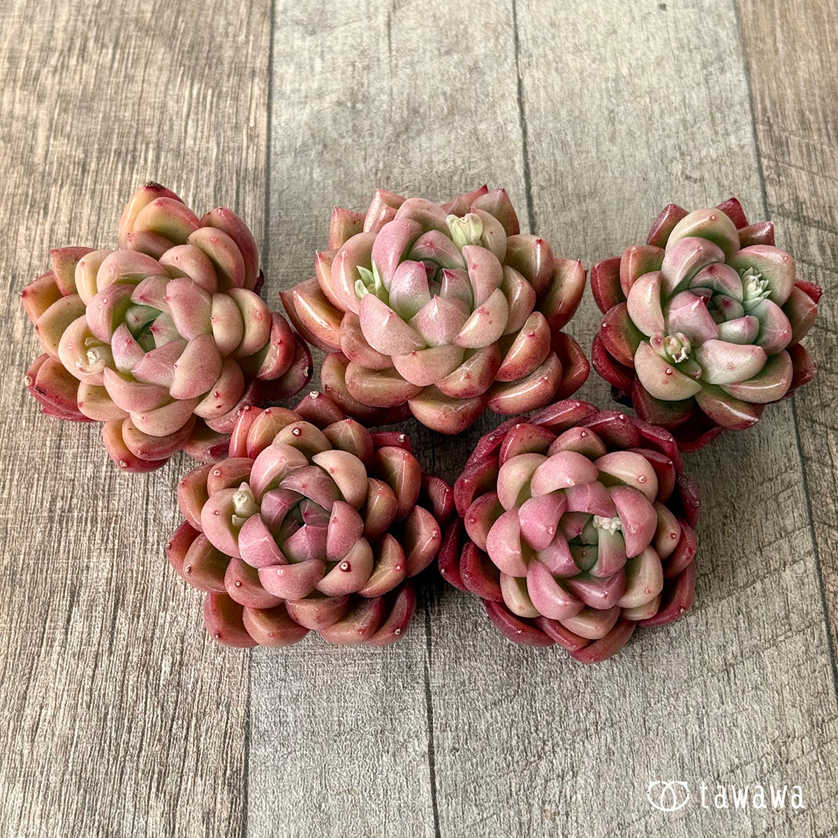 ＊新入荷＊　レッドフレッシュ