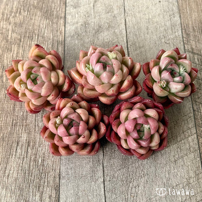 ＊新入荷＊　レッドフレッシュ