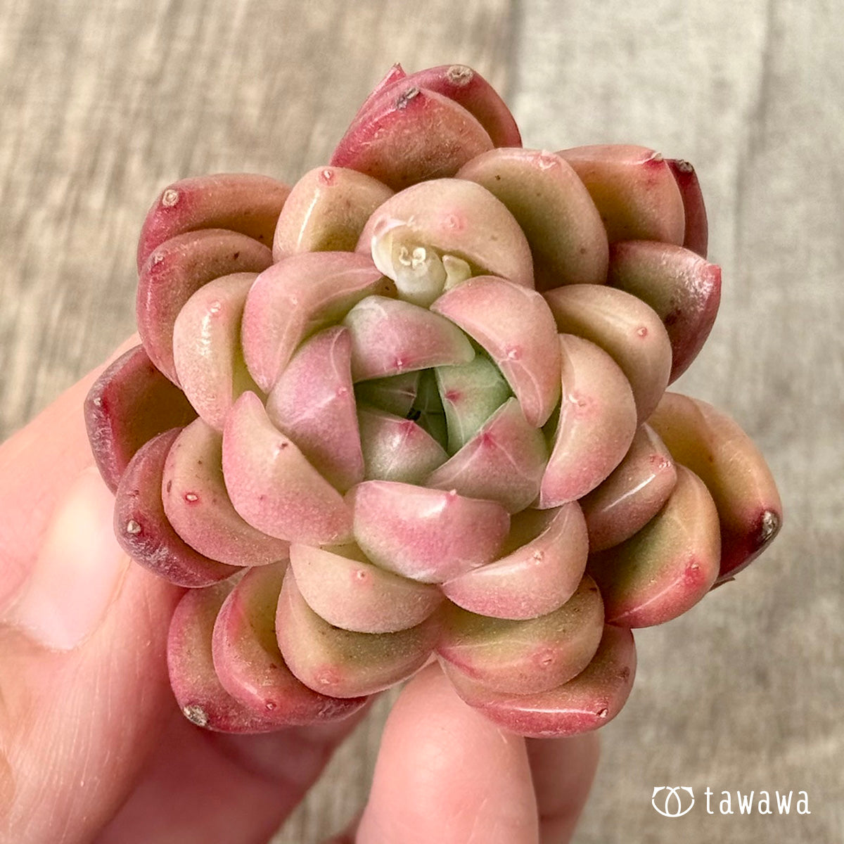 ＊新入荷＊　レッドフレッシュ