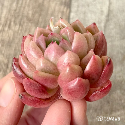 ＊新入荷＊　レッドフレッシュ