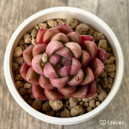 ＊新入荷＊　レッドフレッシュ