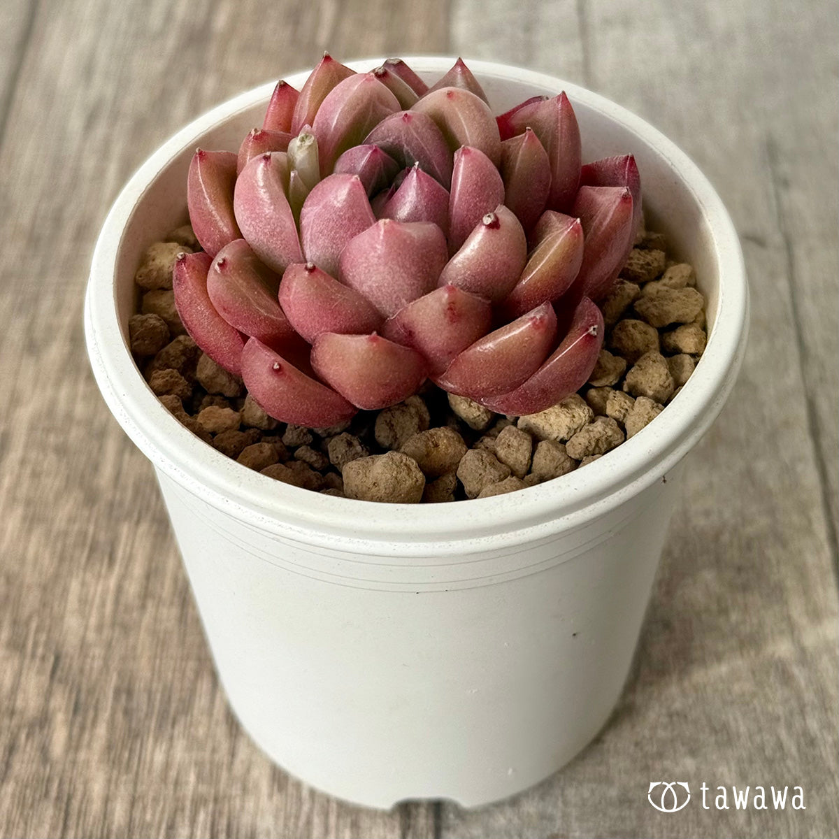 ＊新入荷＊　レッドフレッシュ