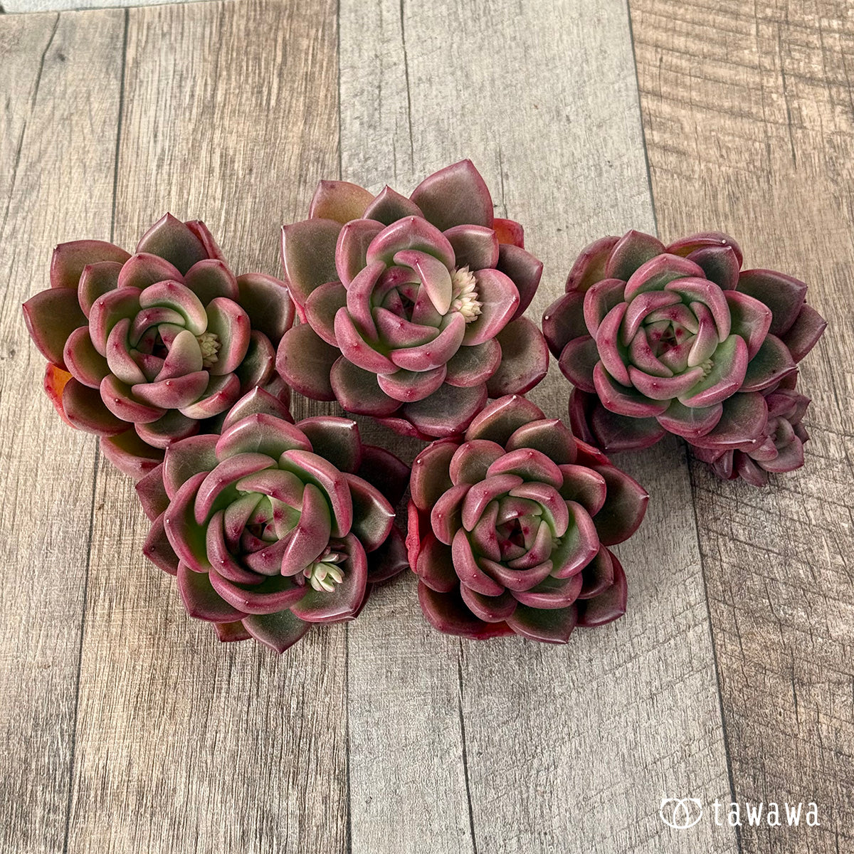 ＊新入荷＊　コッバンジ