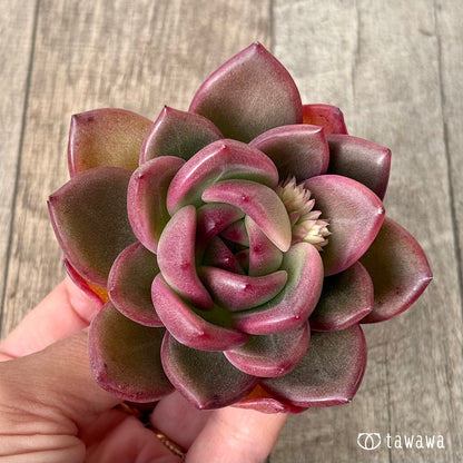 ＊新入荷＊　コッバンジ