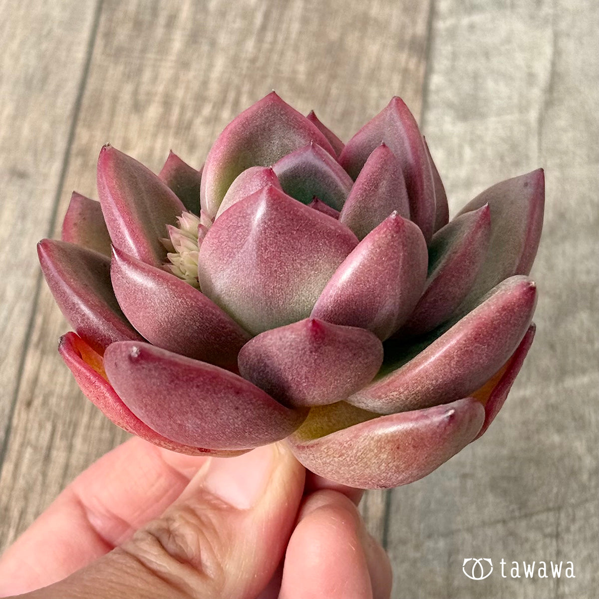 ＊新入荷＊　コッバンジ