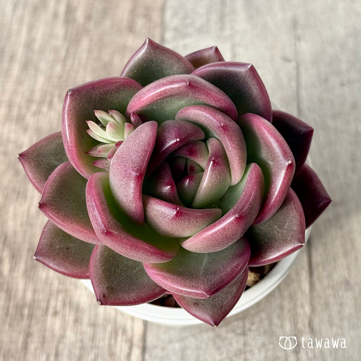 ＊新入荷＊　コッバンジ