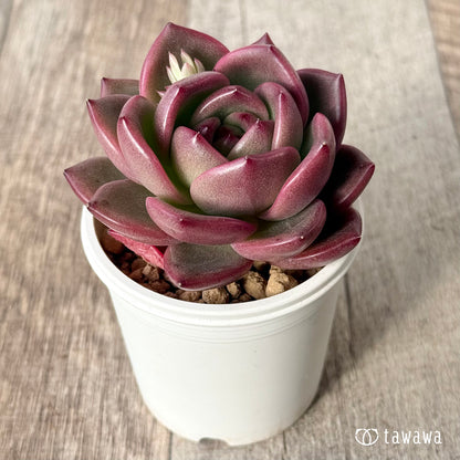 ＊新入荷＊　コッバンジ