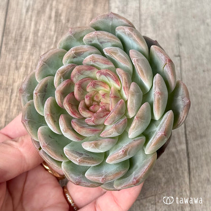 ＊新入荷＊　コラリア