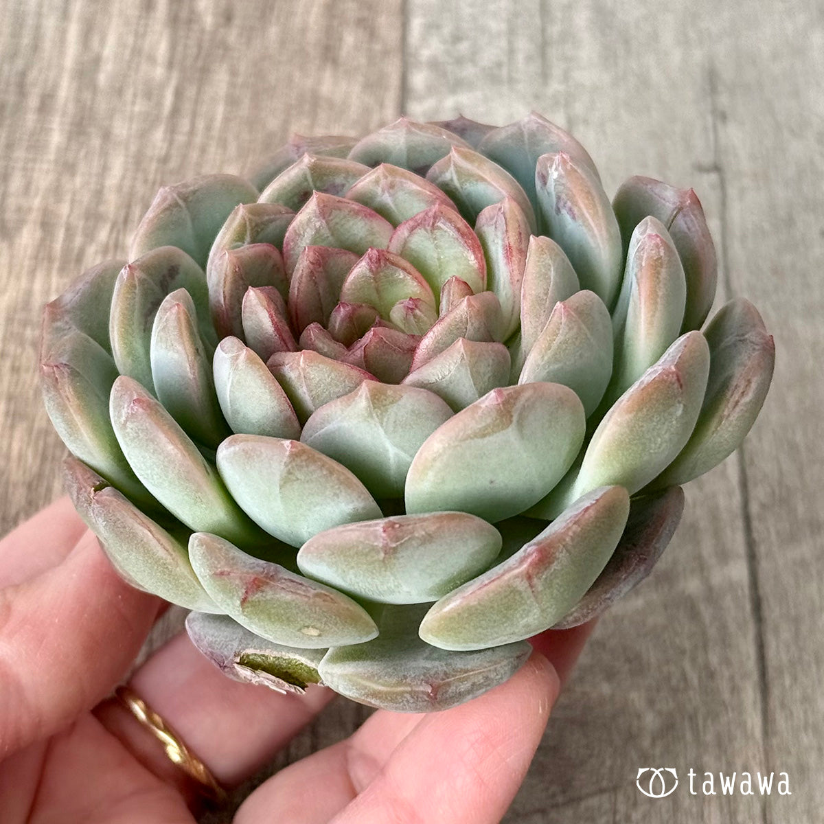 ＊新入荷＊　コラリア