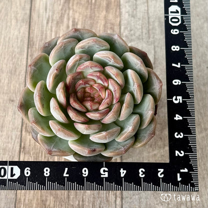 ＊新入荷＊　コラリア