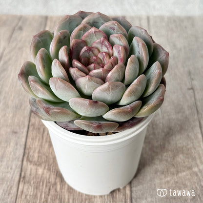 ＊新入荷＊　コラリア