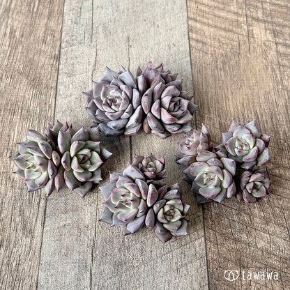 ＊新入荷＊　ラレガ