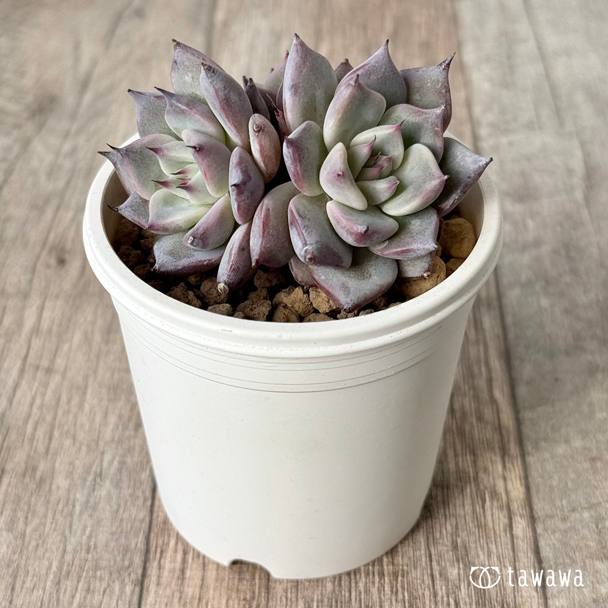 ＊新入荷＊　ラレガ