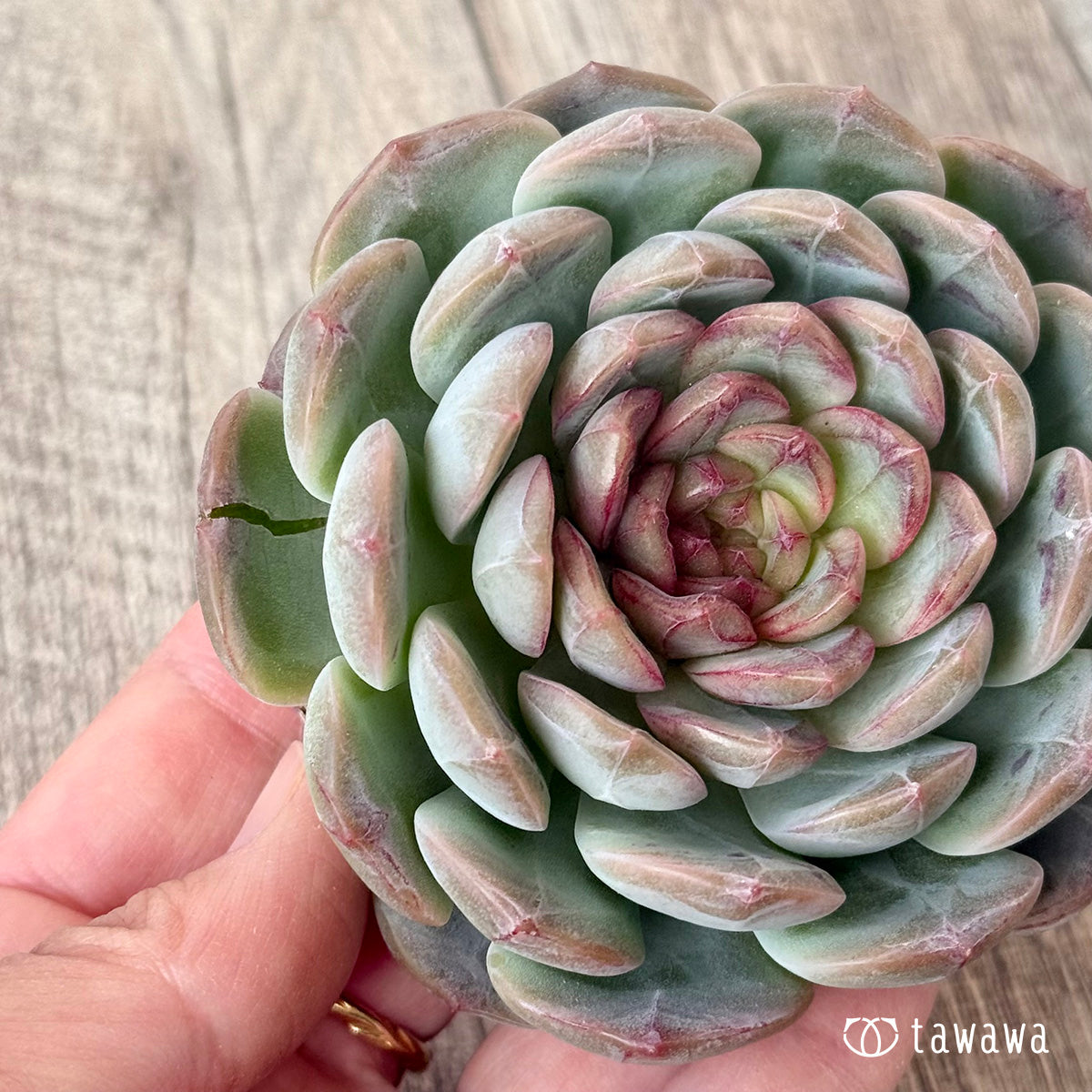 ＊新入荷＊　コラリア