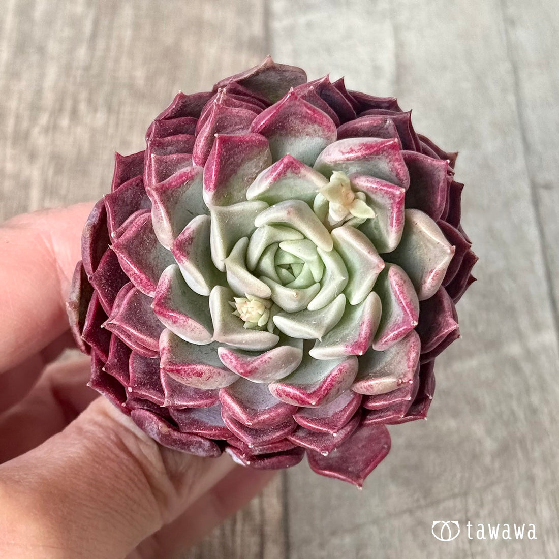 ＊新入荷＊　ハンアルム