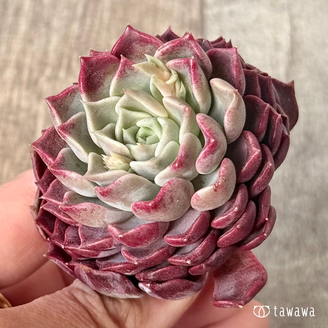 ＊新入荷＊　ハンアルム