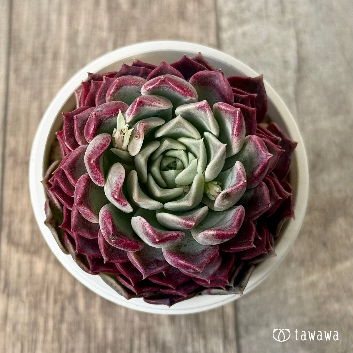 ＊新入荷＊　ハンアルム