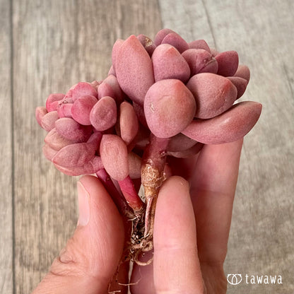 ＊新入荷＊　ポラリハート