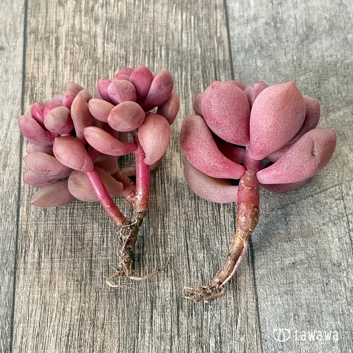 ＊新入荷＊　ポラリハート