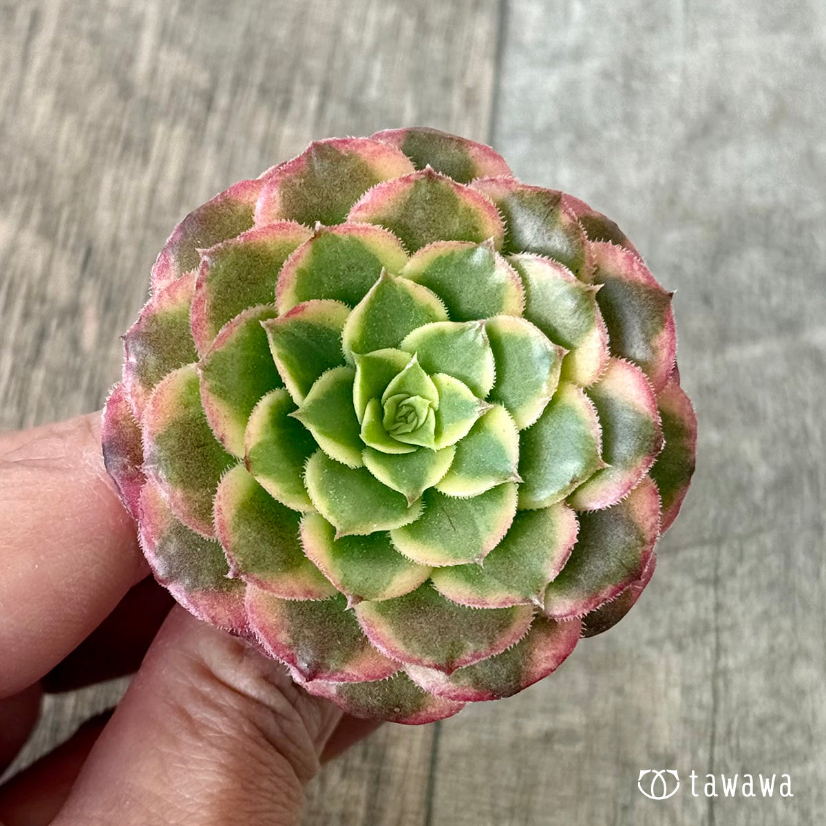 아루바①