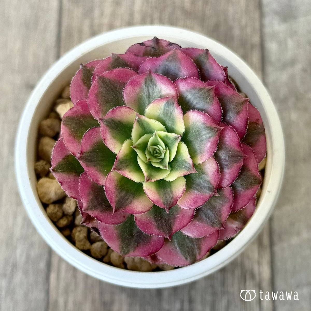 아루바①