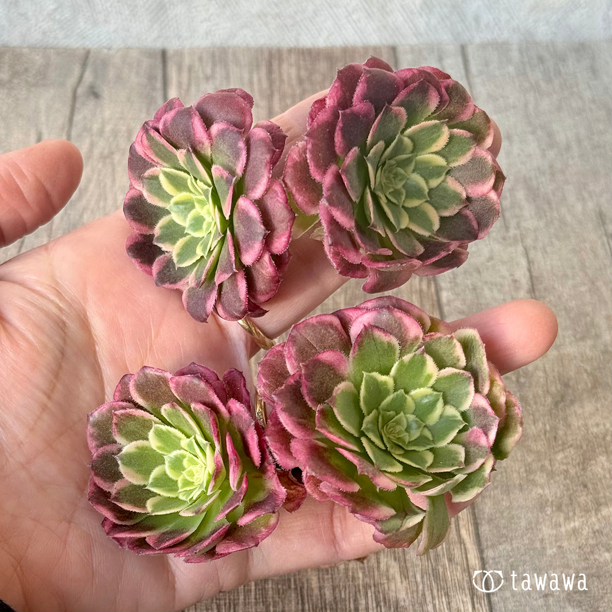 ＊新入荷＊　ニカ錦《双頭》