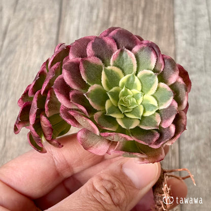 ＊新入荷＊　ニカ錦《双頭》