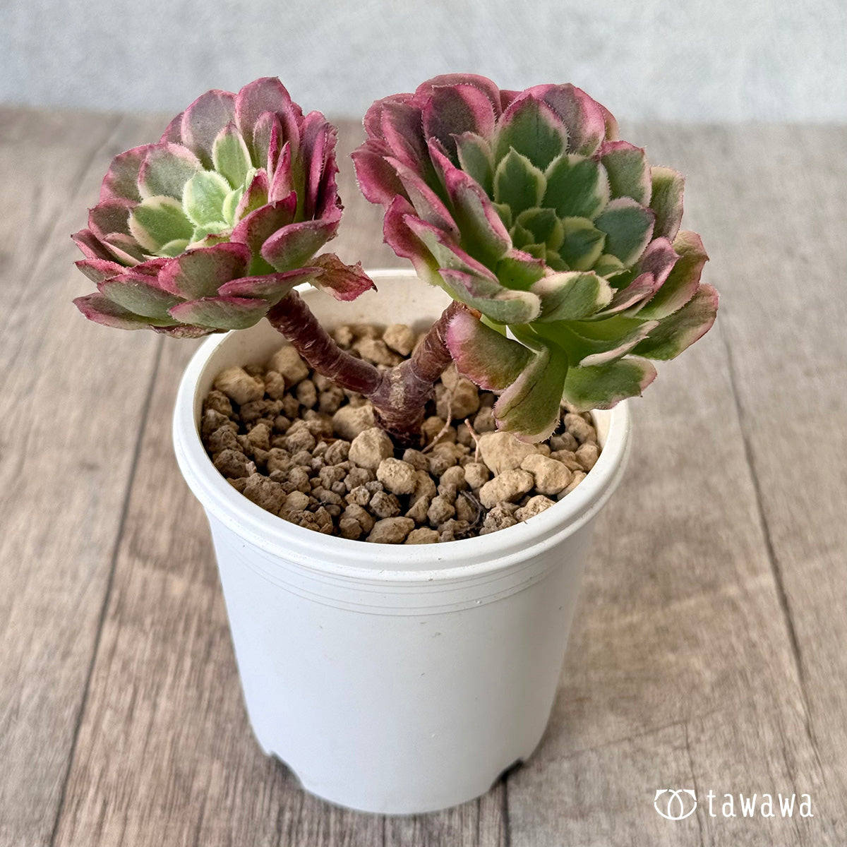 ＊新入荷＊　ニカ錦《双頭》