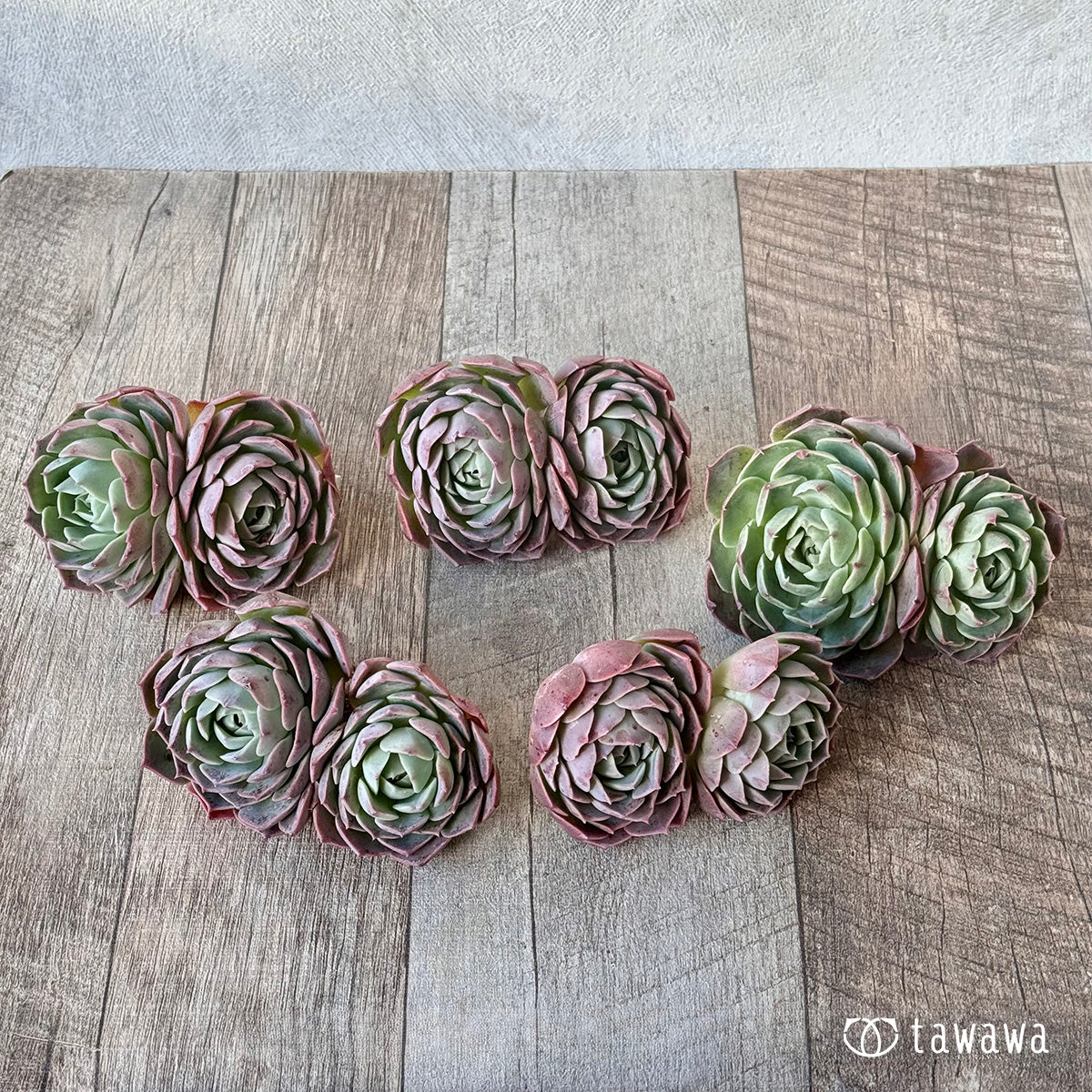 ＊新入荷＊　ブルーラビット