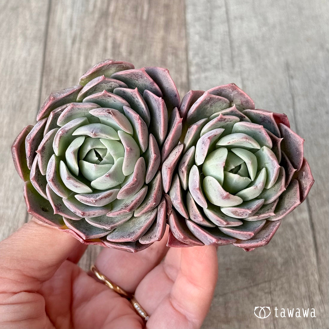 ＊新入荷＊　ブルーラビット