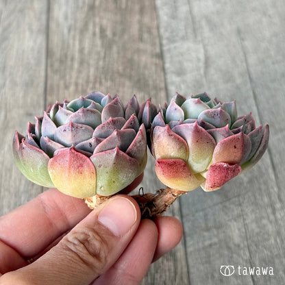 ＊新入荷＊　ブルーラビット