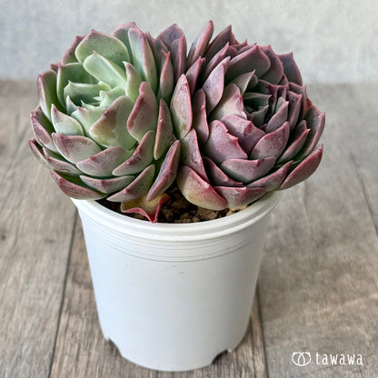 ＊新入荷＊　ブルーラビット