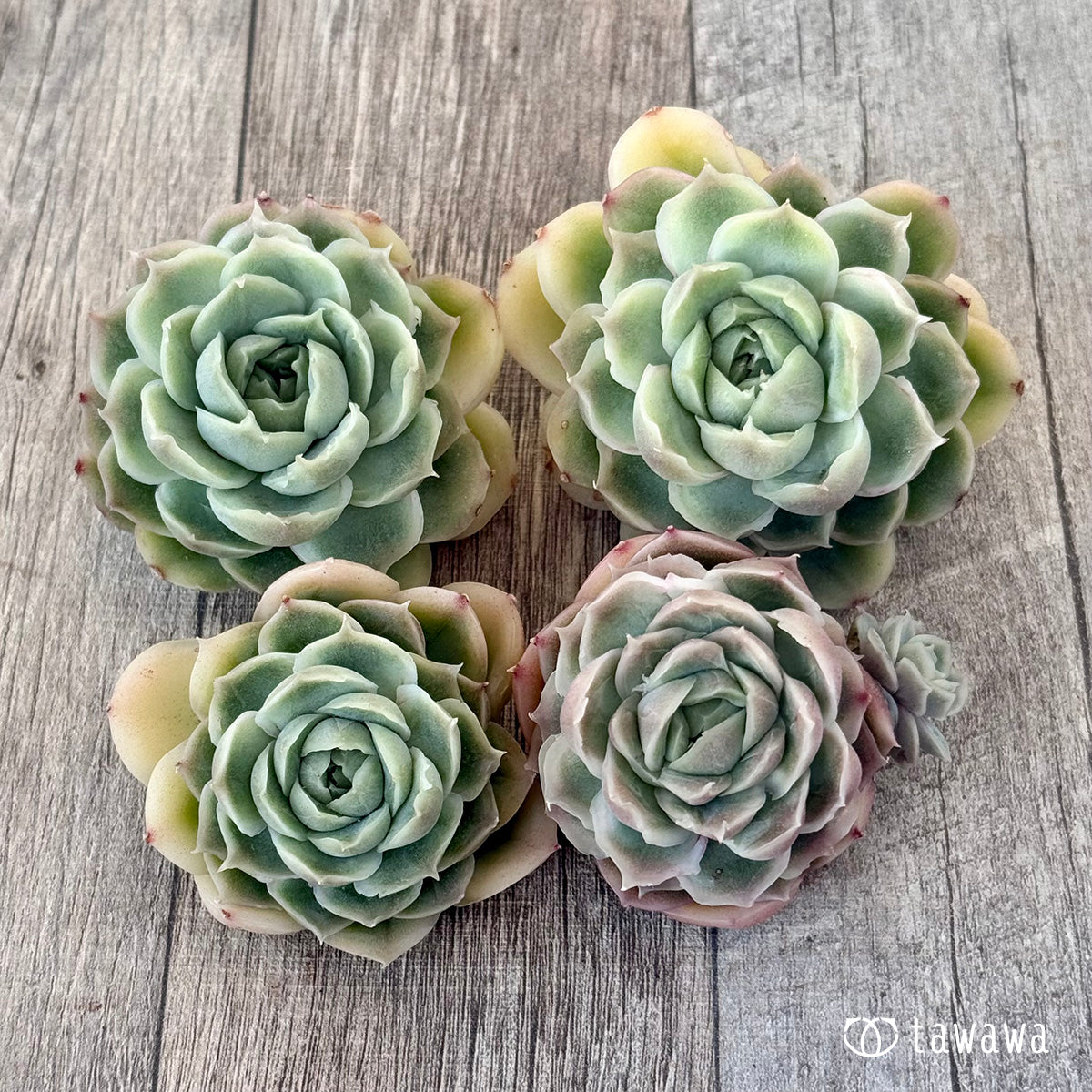 New Arrival* Cubic Frost