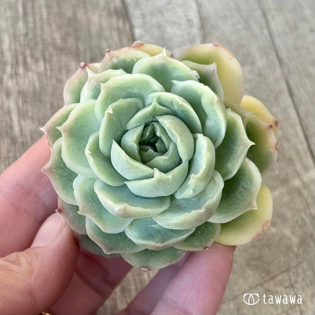 New Arrival* Cubic Frost