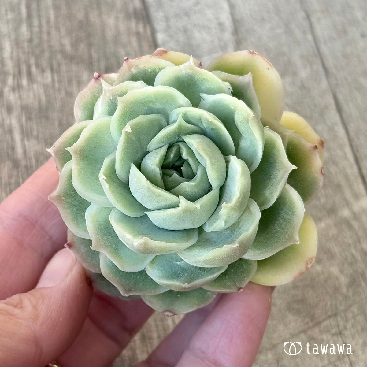 New Arrival* Cubic Frost