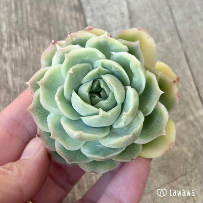 ＊新入荷＊　ゴールドセウ