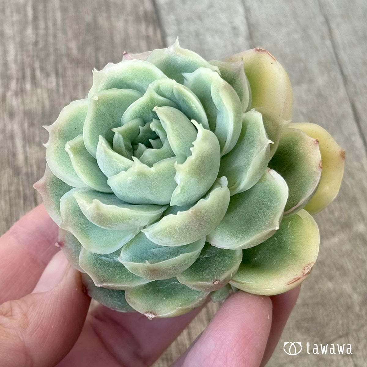 New Arrival* Cubic Frost