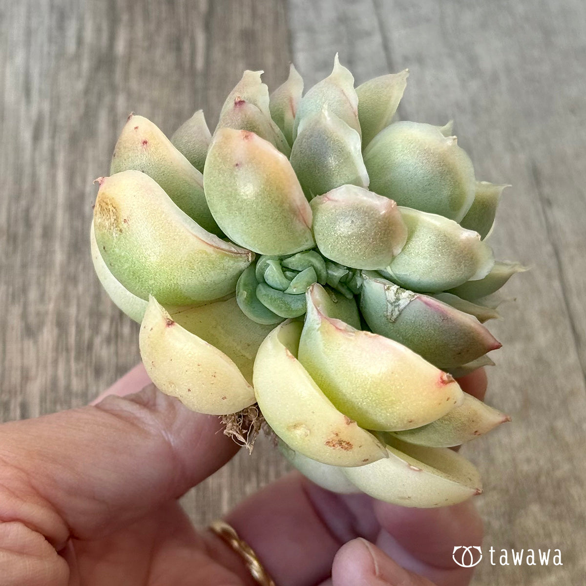 ＊新入荷＊　ゴールドセウ