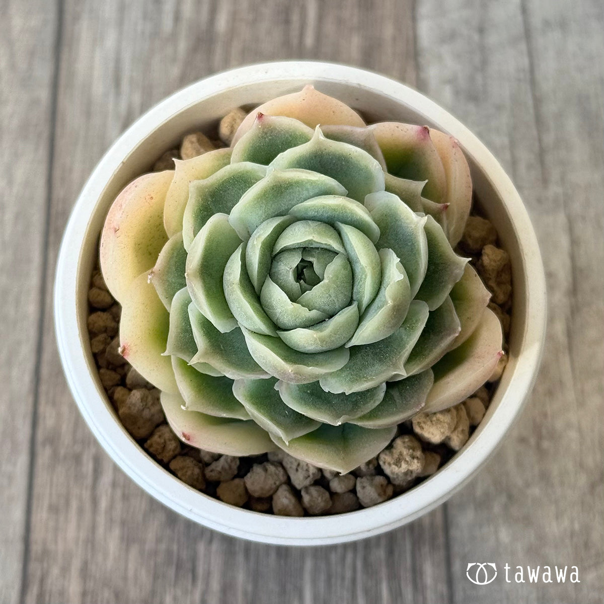 ＊新入荷＊　ゴールドセウ