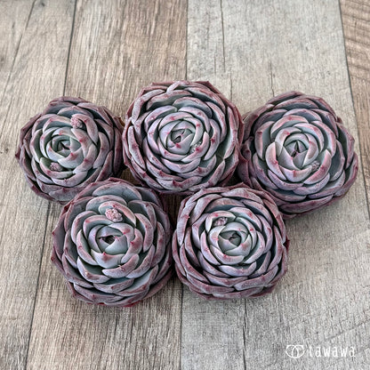 ＊新入荷＊　クドヒナ