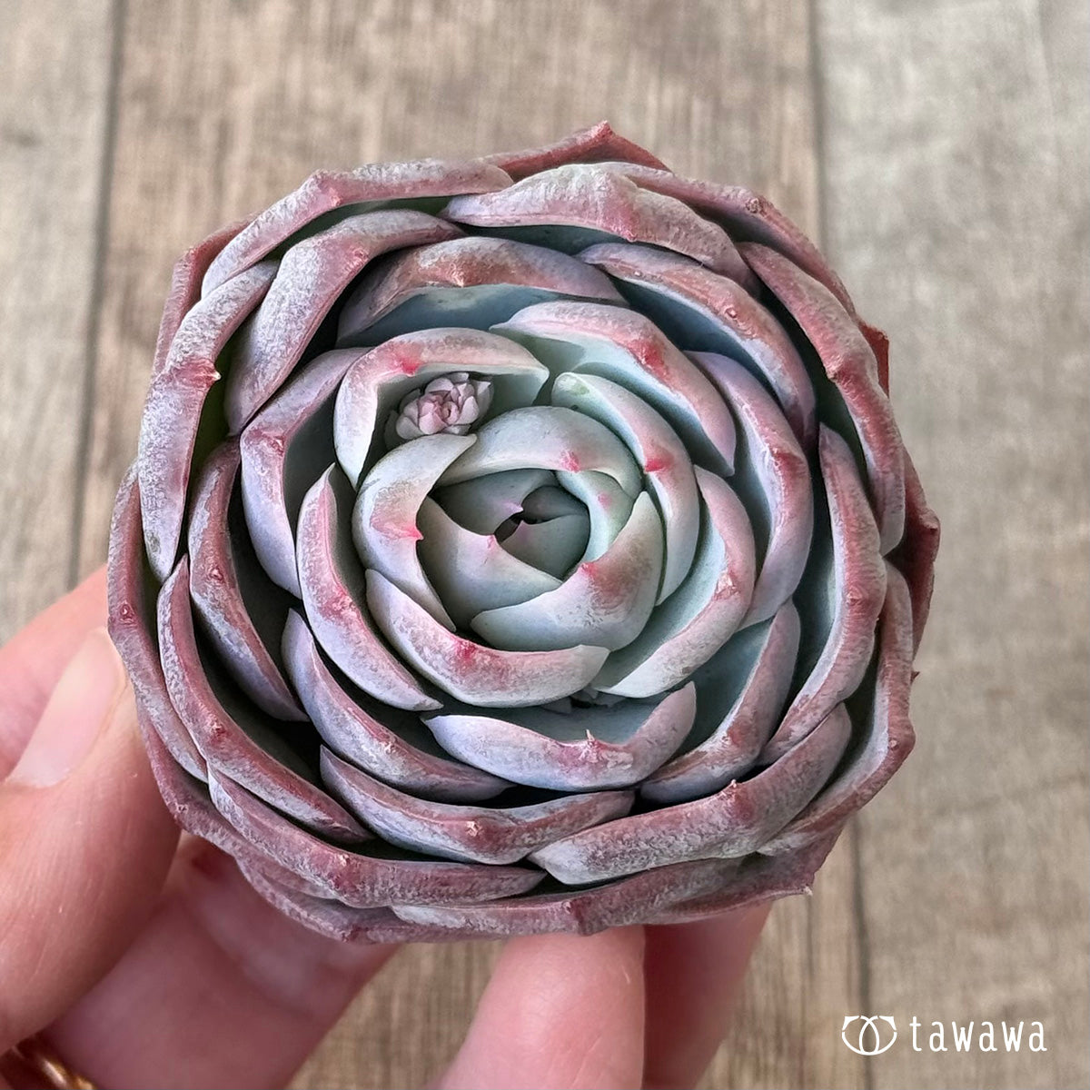 ＊新入荷＊　クドヒナ