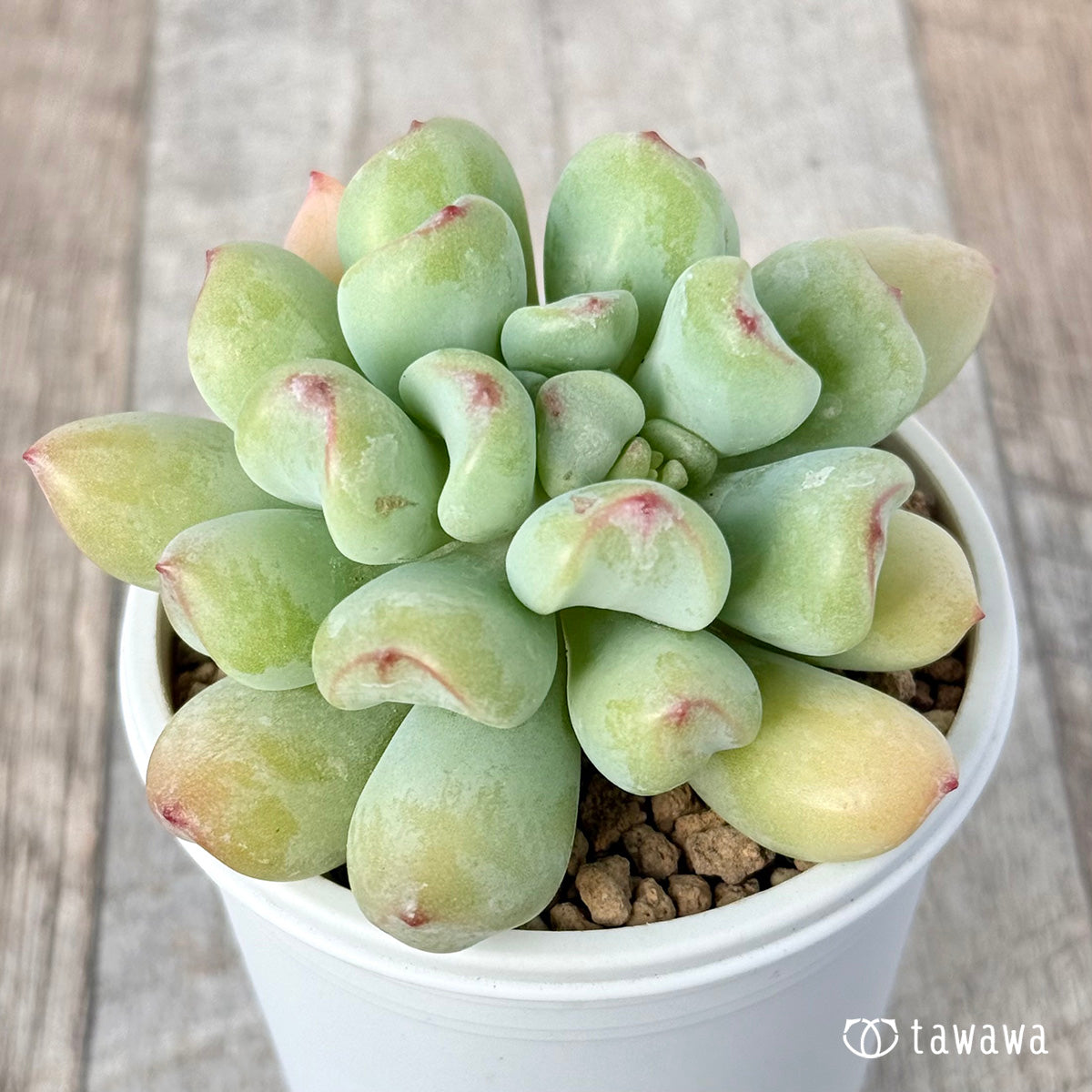 매운 장미