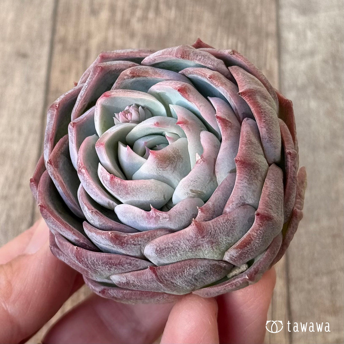 ＊新入荷＊　クドヒナ