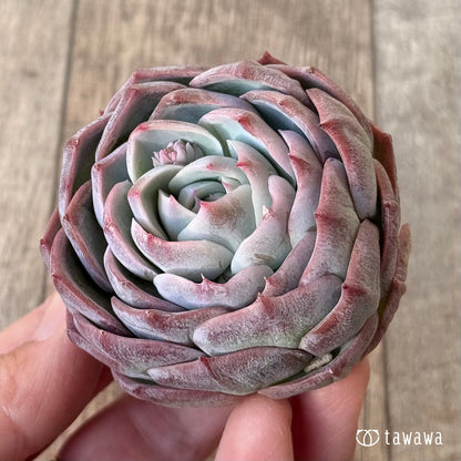 ＊新入荷＊　クドヒナ